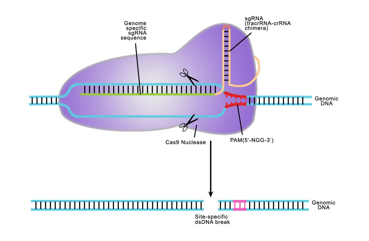 CRISPR/CAS是什么？