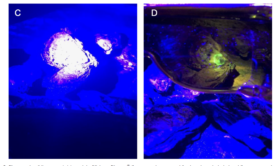 熒光手電筒觀察鈣黃素侵染的牡蠣
